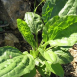 Чудото на народната медицина расте во Македонија: Се наоѓа во секој ДВОР, лекува се, од ДИЈАБЕТЕС до ЖИВИ РАНИ