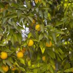 Дрвото од ОВОЈ плод привлекува ПАРИ: Кинезите го сметаат за МОЌЕН талисман затоа што носи и среќа, ставете го на ова МЕСТО