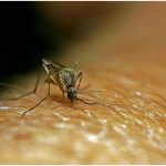 Ја смирува КОЖАТА по убод од КОМАРЕЦ за неколку минути: Направете домашен мелем, потребна ви е ЕДНА СОСТОЈКА и вода