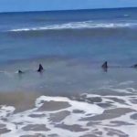 ИМ ИЗВИКАЛ НА КАПАЧИТЕ: ИЗЛЕЗЕТЕ ОД ВОДАТА! Две ајкули демнеа во плиткото, се гледаше само сенка, а потоа ГОЛЕМА КОЛИЧИНА КРВ! (ВИДЕО)