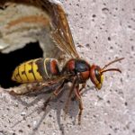 АКО ве касне стршлен: За да си го спасите животот и да избегнете алергиски реакции – ЕВЕ ШТО МОРА ДА НАПРАВИТЕ ВЕДНАШ