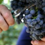 Кое е поздраво и поубаво, црното или белото грозје?