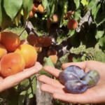 ЕДНО ДРВО ДВА ПЛОДА: Невидено чудо во селото кај Аранѓеловац, браќата береле кајсии, а на друга гранка виделе – СЛИВИ! (ФОТО)