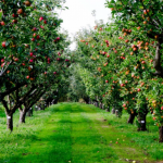 МАКЕДОНСКИ ВЕРУВАЊА ЗА ДРВАТА: ЕДНО Е ПРОКЛЕТО, А ОВА НИКОГАШ не смее да биде блиску до вашата КУЌА!