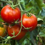 Сузбивање на нематоди и штетни инсекти во производството на градинарски култури