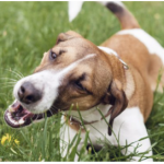 Дали знаете зошто кучињата јадат трева? Не е затоа што се болни