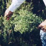 Во оваа билка се наоѓа најсилниот природен АНТИБИОТИК: Пијте го според овие УПАТСТВА после јадење