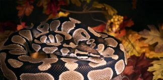 Женски питон КРИЕЛ ТАЈНА во стомакот: Еве што имал овој рептил долг 5,5 метри и тежок 100 килограми за последниот оброк