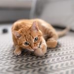 Заминала додека мајсторите ја реновирале бањата, а кога се вратила не ја најде својата мачка: Приказната која ги ШОКИРА сите!