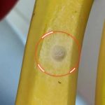 „МИ СЕ ЗГАДИ ОД БАНАНИТЕ“ Што е всушност значи белата дамка на кората