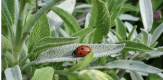 БОГ МИСЛЕЛ НА СЕ: Ова е најлековитото растение во светот, а ние воопшто не го забележуваме