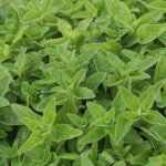 Го имате дома, а не знаете дека ЛЕЧИ СЕ: Најздравото нешто кое што можете да го внесете во телото