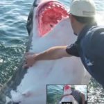 Чудо: Рибар спасил ајкула долга 6 метри : Погледнете како таа му се заблагодарува секој ден (Видео)