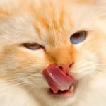 СЕ ПОВЕЌЕ МАЧКИ ДОБИВААТ ДИЈАБЕТЕС – Доколку вашето домашно милениче ГО ПРАВИ ОВА ЧЕСТО, обратете се кај вашиот ветеринар! Можеби има ДИЈАБЕТЕС