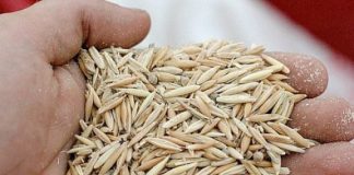 ОТСТРАНЕТЕ ГО СЛУЗОТ ОД БЕЛИТЕ ДРОБОВИИ ВЕДНАШ ПОДОБРЕТЕ ГО ИМУНИТЕТОТ: Пробајте го овој напиток и конечно ЗАПОЧНЕТЕ ДА ДИШЕТЕ