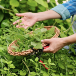 Во ова растение се наоѓа најсилниот природен АНТИБИОТИК: Пијте го после оброк, токму според овие ПРОПИСИ