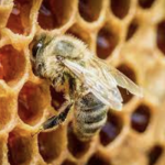 МНОГУ МАЛКУ СЕ ЗНАЕ ЗА ОВАА НАМИРНИЦА ПОЛЕКОВИТА Е ОД МЕД И ПРОПОЛИС: Полна е со витамини, а еве како се зема!