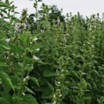 Таа ја додаде оваа билка во млекото и брзо се ослободи од кашлицата: Децата исто така можат да го пијат пијалокот, брзо го смирува грлото