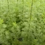 Божјо дрво, непроценлив дар на природата: Расте во нашите градини, но не сме свесни колку е лековито (РЕЦЕПТ)