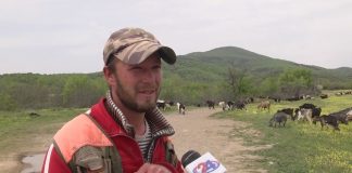 Асанов од валандовско Дедели кој одгледува околу 600 кози и е еден од ретките кој се занимава со овој бизнис