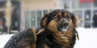 АКО КУЧЕТО ВИ ДОЈДЕ ДО ВАШАТА ВРАТА И ПОЧНЕ ДА ЛАЕ, ТОА ИМА ЗНАЧЕЊЕ: Многу луѓе не го знаат ова