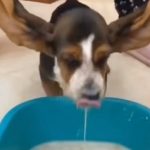 ПОРАДИ ГОЛЕМИТЕ УШИ МУ ТРЕБА ПОМОШ ДОДЕКА ЈАДЕ! Ова е најслаткото нешто што ќе го видите денес! (ВИДЕО)