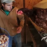 КОЈА Е РАЗЛИКАТА ПОМЕЃУ КАФЕНИ И БЕЛИ ЈАЈЦА? Еве како да препознаете дали јајцето потекнува од ПУШТЕНИ КОКОШКИ!