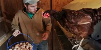КОЈА Е РАЗЛИКАТА ПОМЕЃУ КАФЕНИ И БЕЛИ ЈАЈЦА? Еве како да препознаете дали јајцето потекнува од ПУШТЕНИ КОКОШКИ!
