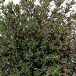 ИДЕАЛЕН Е ЗА ЖЕЛУДНИК: Лек е за анемија, стомачни заболувања, бронхитис, астма и отежнато дишење…