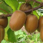 ДВЕ КИВИ НА ДЕН ГО РЕШАВААТ ОВОЈ ЗДРАВСТВЕН ПРОБЛЕМ: Милиони страдаат од ова, а почесто ги погодува жените