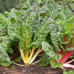 ЗАБОРАВЕТЕ НА АНТИБИОТИК: ОВА Е ОДЛИЧЕН ЛЕК ЗА БУБРЕЗИТЕ И БЕШИКА: Доволно е да изедете 200 грама од ова растение!