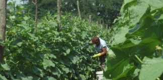 ОД ОВОЈ ЗЕЛЕНЧУК СЕ ЗАРАБОТУВА 3.000 ЕВРА ЗА САМО 500 М2 : Се бере секој ден и НОСИ БРЗА ДОБИВКА! (ФОТО)