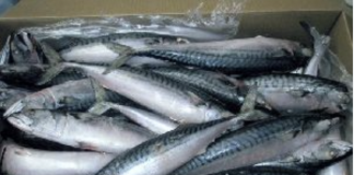 ОВАА РИБА Е НАЈЗДРАВА РИБА НА СВЕТОТ: СЕКОГАШ ЈА ИЗБЕГНУВАТЕ при купување, велат дека е подобра од лосос!