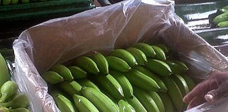 КОИ БАНАНИ СЕ ПОЗДРАВИ ЗРЕЛИTE ИЛИ ЗЕЛЕНИTE? Разликата не е само во вкусот – некои се БОГАТИ СО ХРАНТИВНИ СОСТОЈКИ!