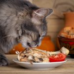 АКО ИМАТЕ МАЧКА ЗА МИЛЕНИК Обрнете внимание, тие мора строго да избегнуваат одредени овошја!