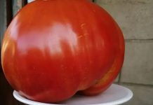 СИТЕ СЕ ЛУДИ ПО ДОМАТ ДИЕТАТА: Се губат 10 килограми за 7 дена, а тек да слушнете КОЛКУ СЕ СЛАБЕЕ ЗА 3 ДЕНА!