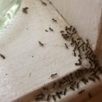 МРАВКИ ВО КУЌАТА, БАЊАТА, КУЈНАТА, ВО КАБИНЕТИ, ЗАД ФРИЖИДЕР? Еве како да се ослободите од нив, НАПРАВЕТЕ ЈА ОВАА ДОМАШНА СМЕСА!