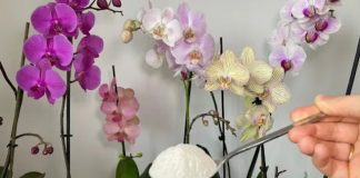 ОВОЈ ПРАШОК ПОСЕЈТЕ ГО НА ОРХИДЕИТЕ И ГЛЕДАЈ ВИСТИНСКО ЧУДО: Мора да го испробате овој трик, ЌЕ ЦЕВААТ КАКО ЛУДИ!