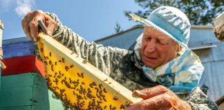 АКО ВЕ КАСНЕ НЕКОЈ ИНСЕКТ – ОВОЈ ЛЕК Е СПАС: Мора да го запишете советот на стариот пчелар!