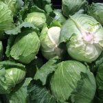 Кога ќе дознаете што сè лечи киселата зелка, веднаш ќе ја ставите на вашето мени