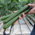 КОГА ЌЕ ВИДЕТЕ ЗА ШТО Е, НИКОГАШ ПОВЕЌЕ НЕМА ДА ЈА ФРЛИТЕ: Кората од краставица може да ви користи за ова