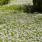 Жал ми е што ЛУЃЕТО НЕ ЗНААТ ДОВОЛНО, А ЈА ИМААТ ДОМА: Објасни искусен билкар – најмоќната билка е спас за организамот