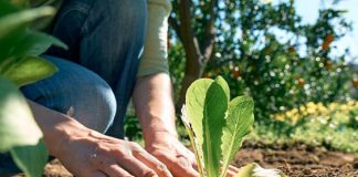 Ги отстранува непријатните мириси, го намалува секретот и помага за други женски проблеми