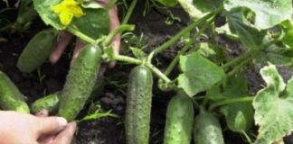 Наводнете ја краставицата со овој раствор и ќе произведе двојно повеќе: Овој трик многумина го знаат, но не го откриваат