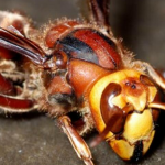 НЕ ГО ПРАВЕТЕ ОВА АКО ВЕ КАСНЕ СРШШЛЕН, МОЖЕ ДА ВИ БИДЕ КОБНО: Многу се опасни, мора да внимавате!