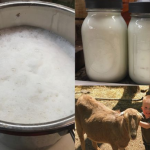 За алергија кај деца: 2 филџани козјо млеко измешајте со ОВА!