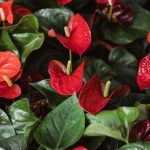 ОВОЈ ЦВЕТ ТРЕБА ДА СЕ ИМА ВО СТАНОТ – ги брка лошите луѓе и депресијата, а ги чува добрите односи во семејството