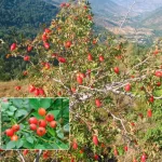 „Да ви кажам колку заработувам, нема да ми верувате“: Направил магична напивка од шипинки за многу болести (Видео)