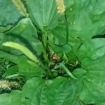 ОВА РАСТЕНИЕ НЕ ЧИНИ НИ ДЕНАР, А Е ЗДРАВО Е КАКО ТРИ АПТЕКИ: Кога ќе слушнете колку лековити својства има, ќе го зграпчите!