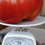 Жените масовно ја следат најбрзата диетата со домати: Ослабете 5 килограми за само 6 дена, топете маснотии без гладување